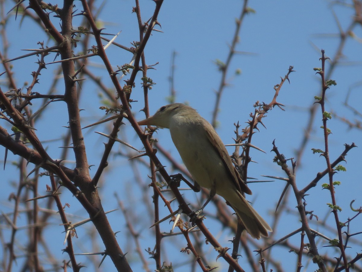 Eastern Olivaceous Warbler - Ute Langner