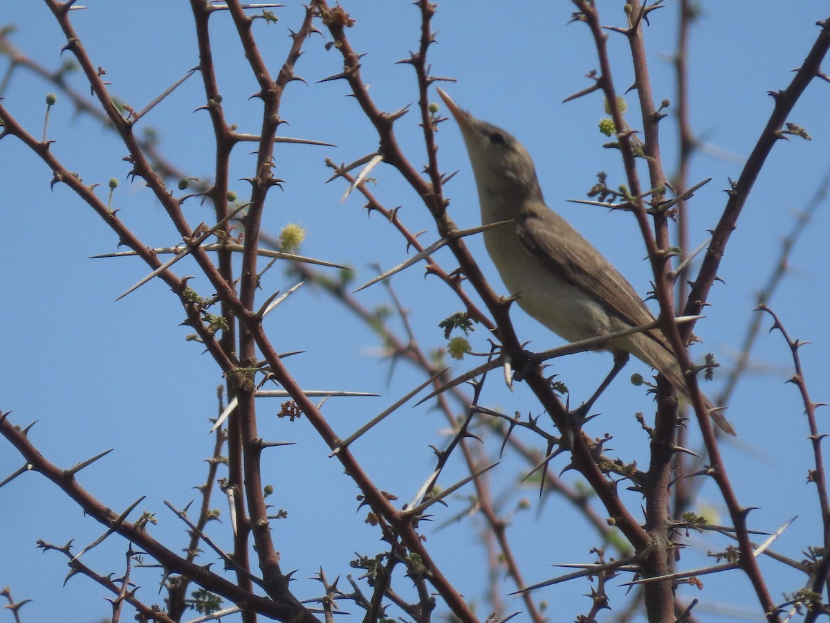Eastern Olivaceous Warbler - ML622731065