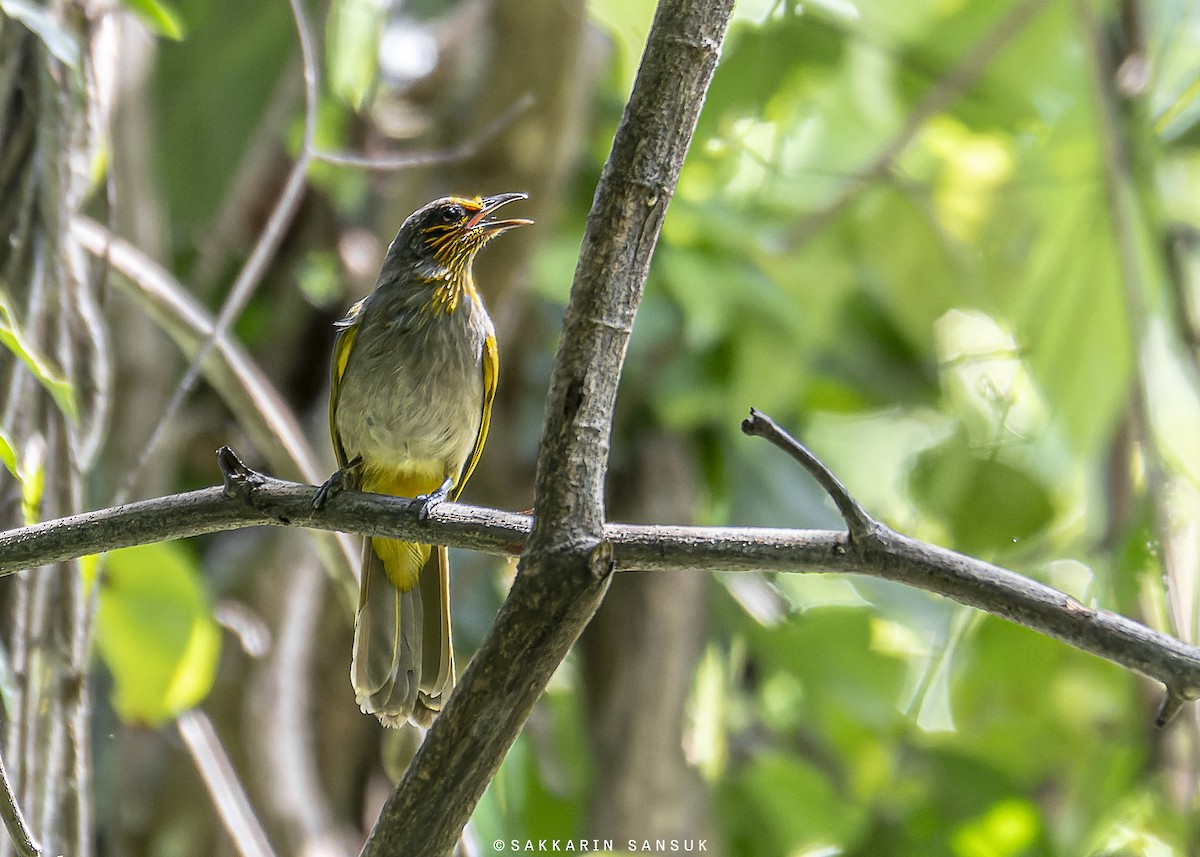 Stripe-throated Bulbul - Sakkarin Sansuk