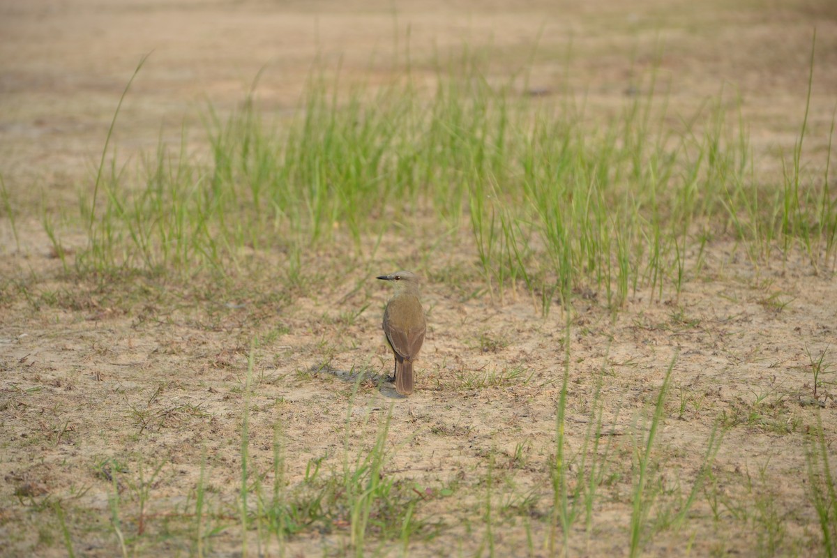 Cattle Tyrant - ML622731085