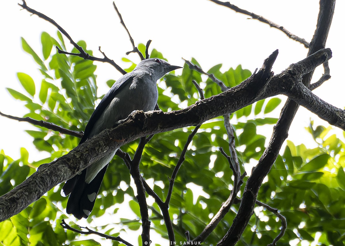 Black-winged Cuckooshrike - ML622731137