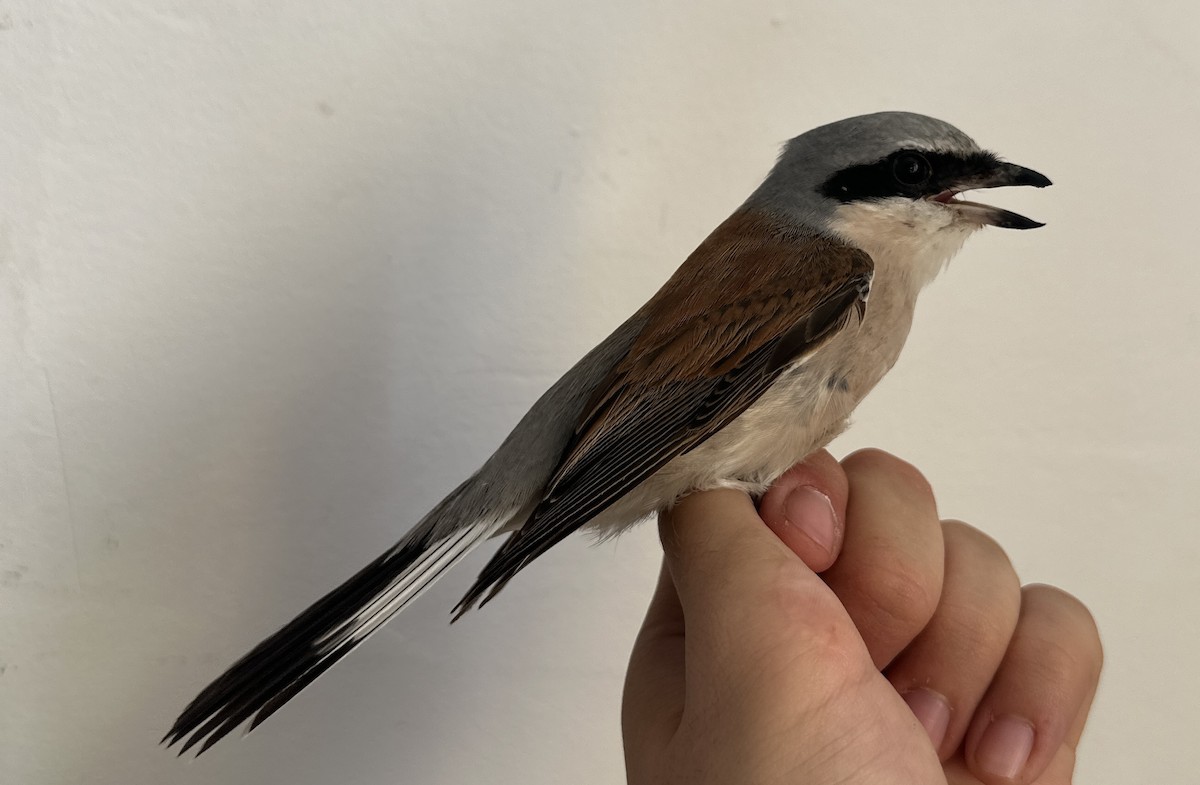 Red-backed Shrike - ML622731212