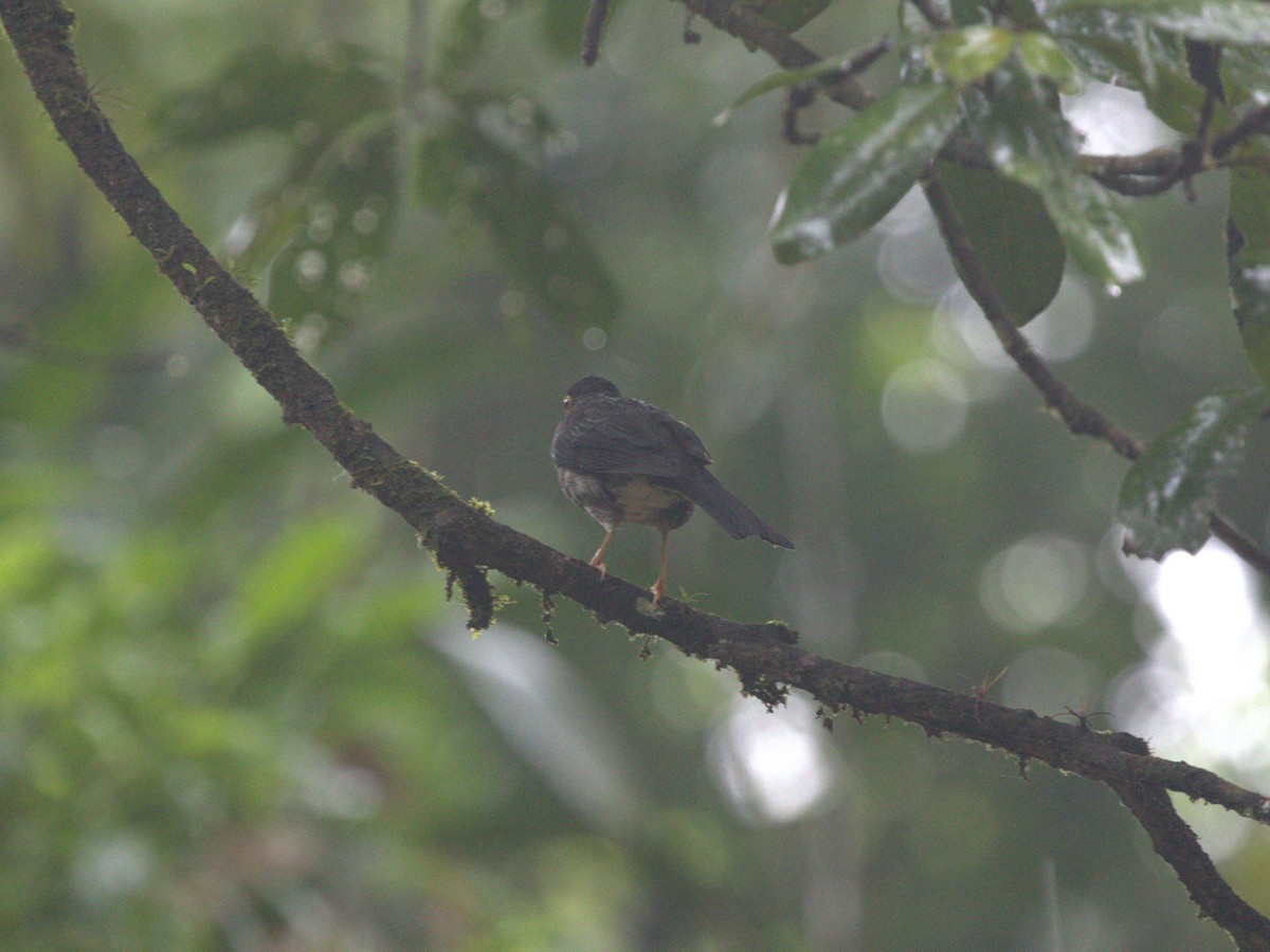 White-throated Thrush - ML622731220