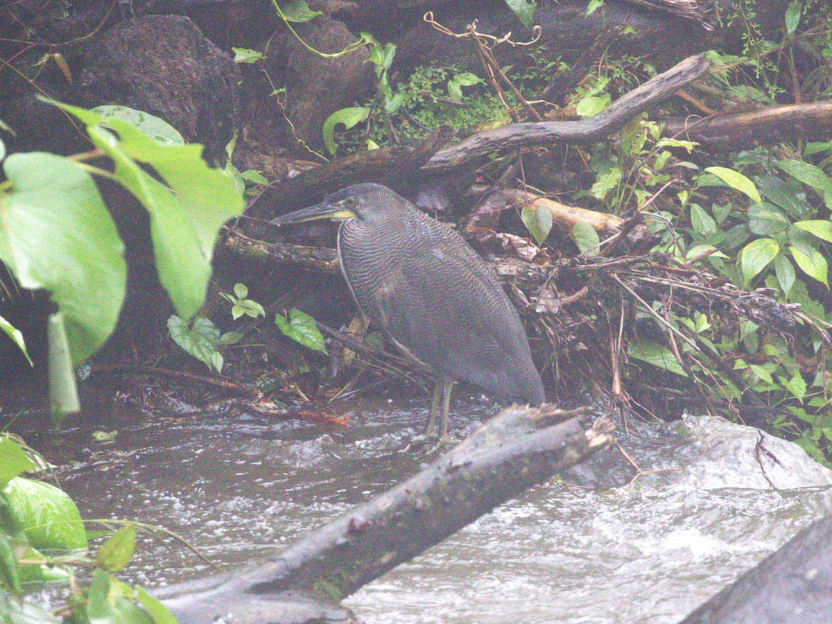 Fasciated Tiger-Heron - ML622731223