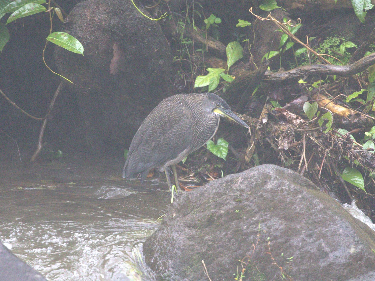 Fasciated Tiger-Heron - ML622731224