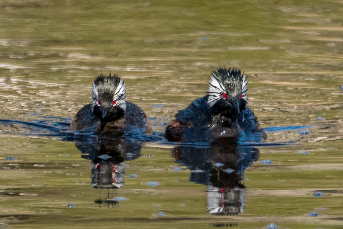 White-tufted Grebe - ML622731225