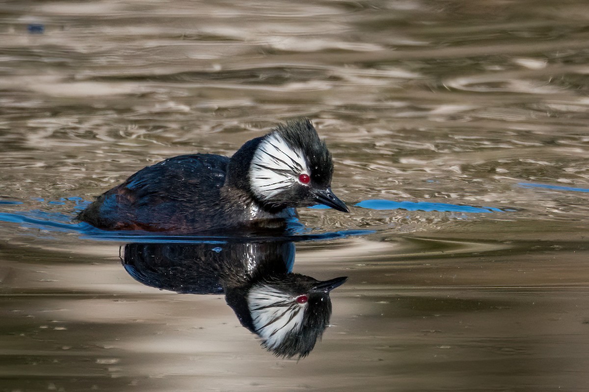 White-tufted Grebe - ML622731226