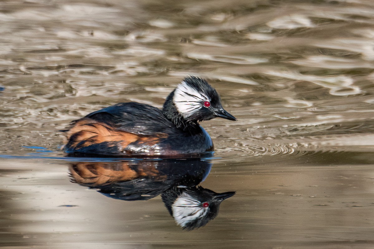 White-tufted Grebe - ML622731227