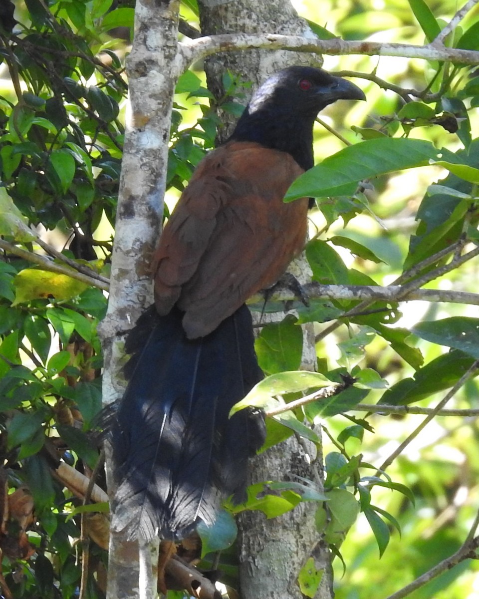 Greater Coucal - ML622731247