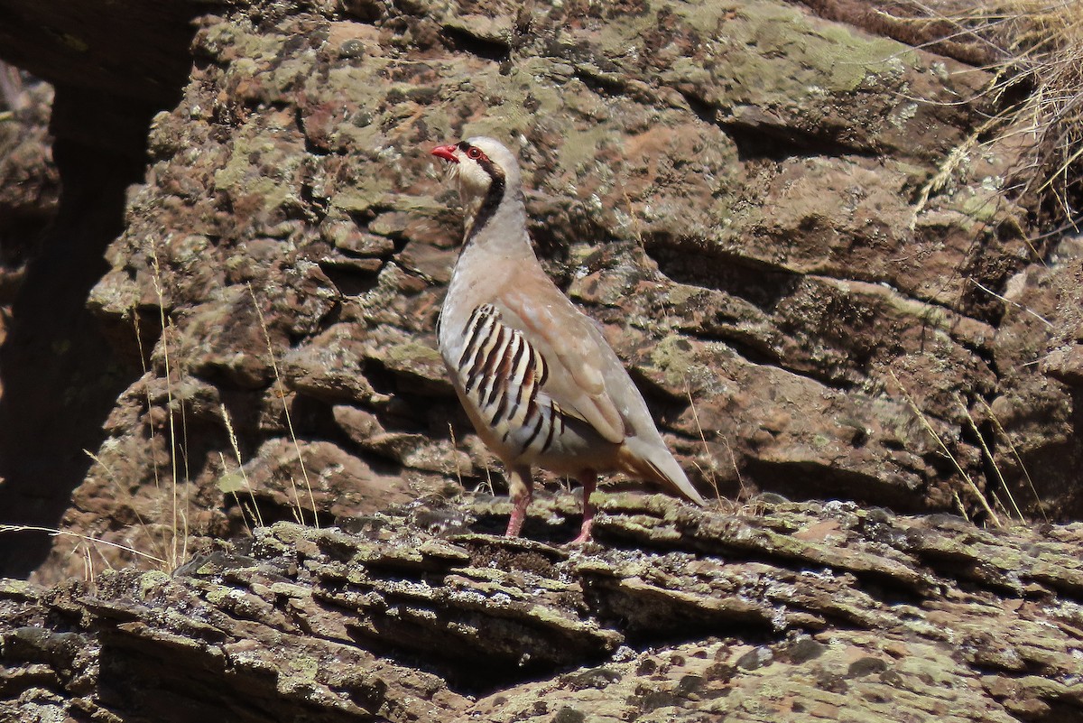 Chukar - ML622731256