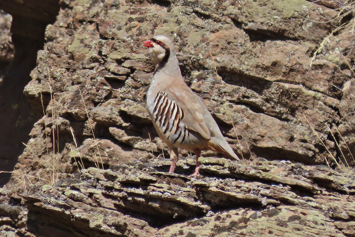 Chukar - ML622731257
