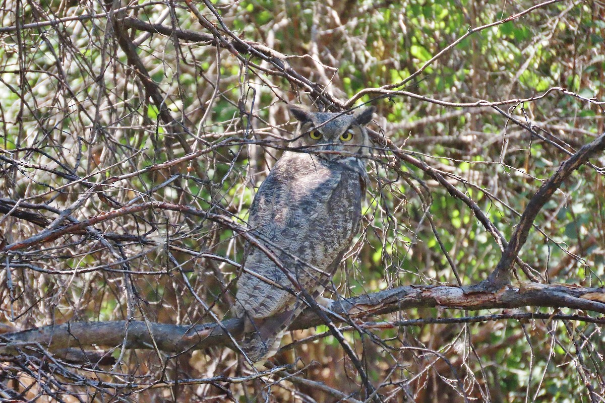 Great Horned Owl - ML622731260