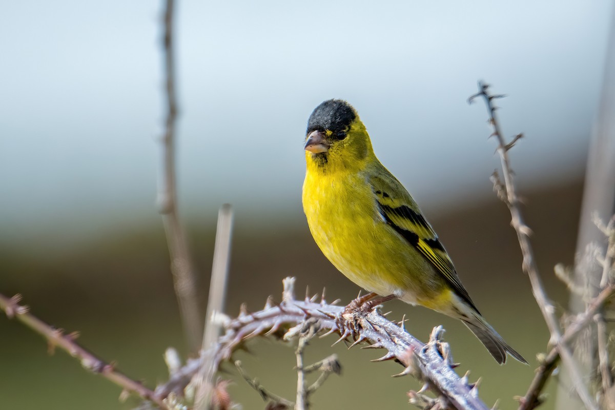 Black-chinned Siskin - ML622731262