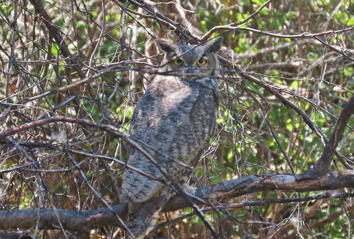 Great Horned Owl - ML622731263