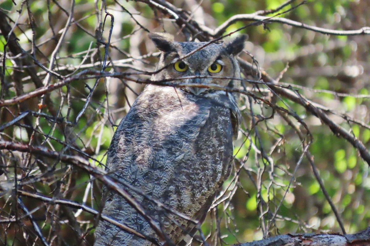 Great Horned Owl - ML622731265