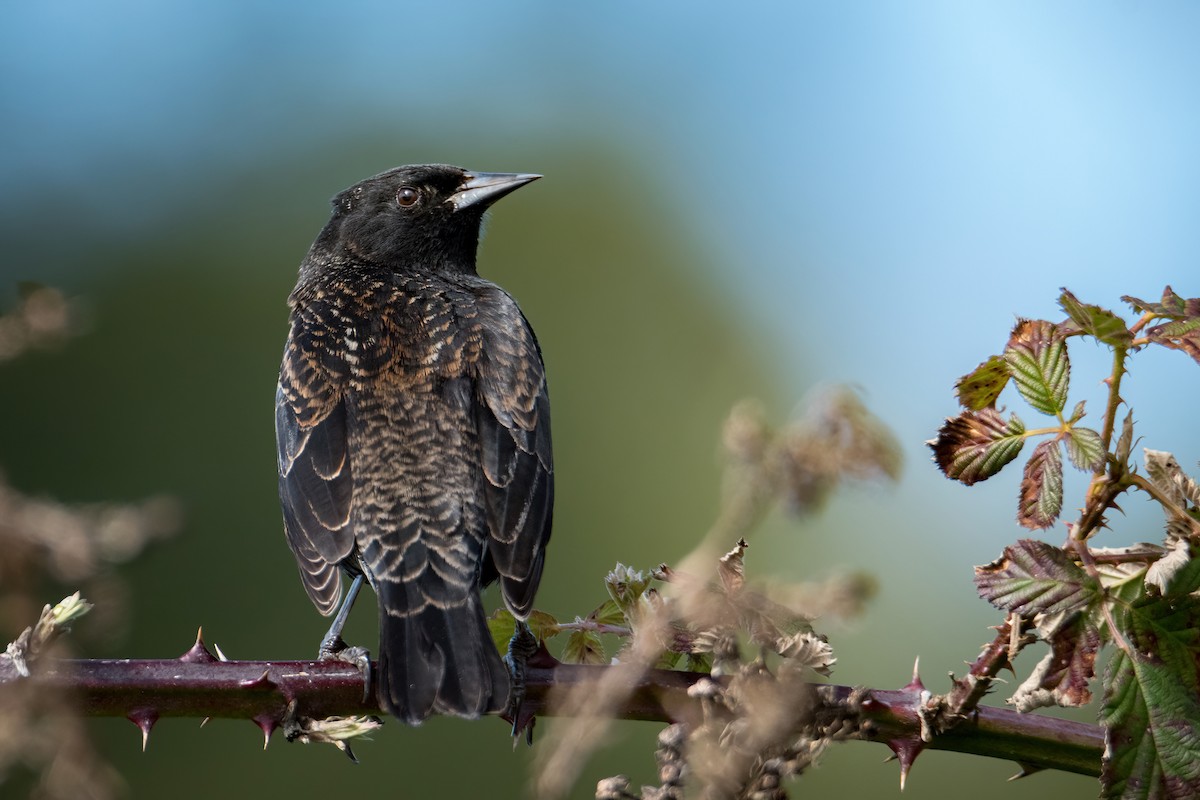 Yellow-winged Blackbird - ML622731303