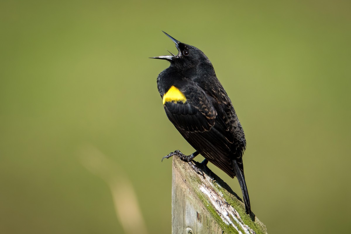 Yellow-winged Blackbird - DANIEL ESTEBAN STANGE FERNANDEZ