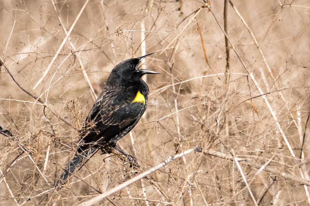 Yellow-winged Blackbird - ML622731306