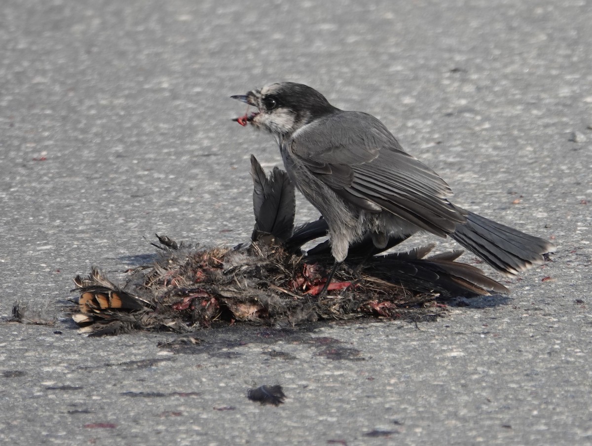Canada Jay - ML622731326