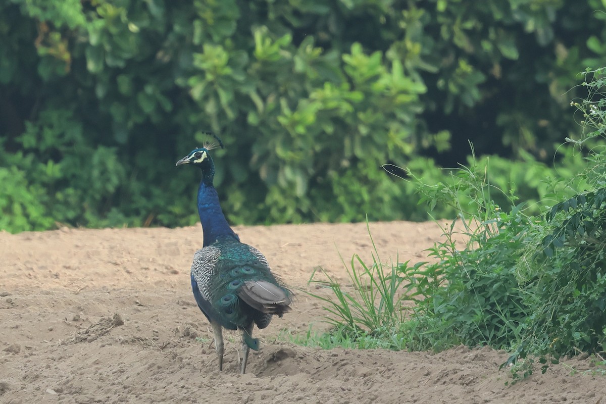 Indian Peafowl - ML622731348