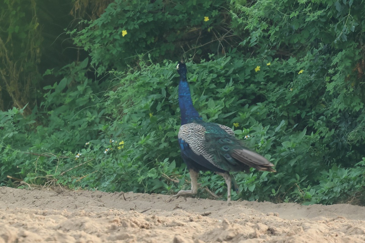 Indian Peafowl - ML622731349