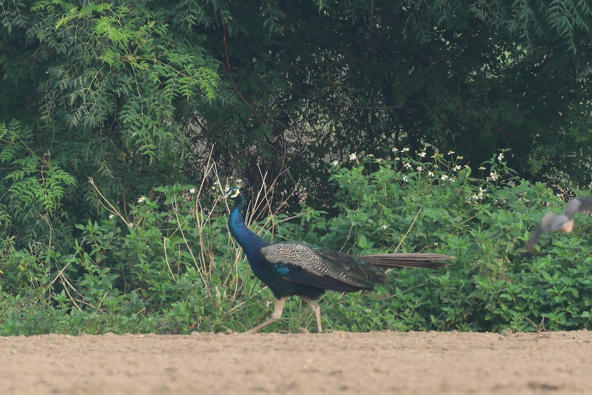 Indian Peafowl - ML622731350