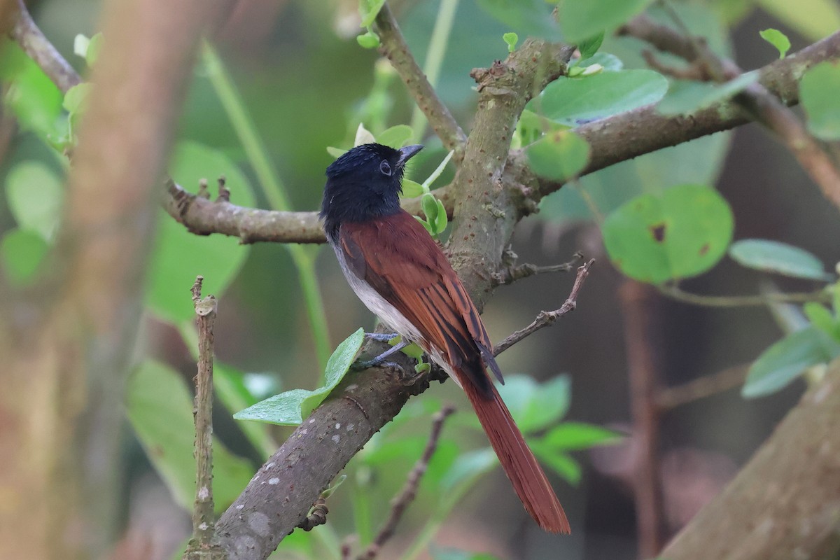 Amur Paradise-Flycatcher - ML622731360