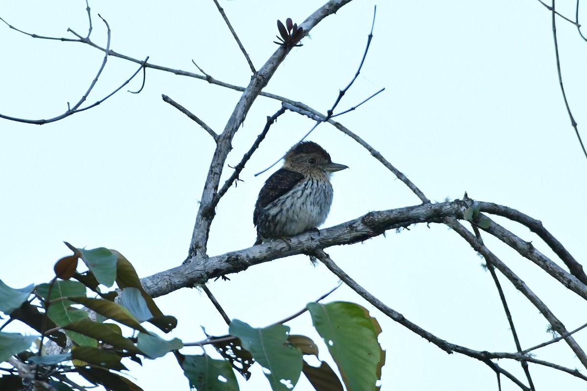 Western Striolated-Puffbird - ML622731474