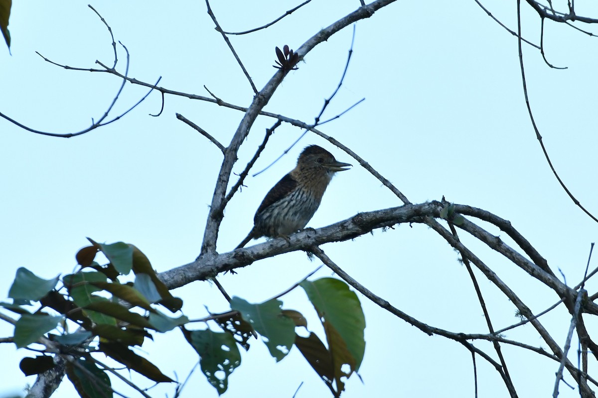 Western Striolated-Puffbird - ML622731476