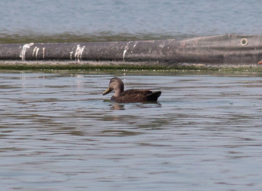 American Black Duck - ML622731566