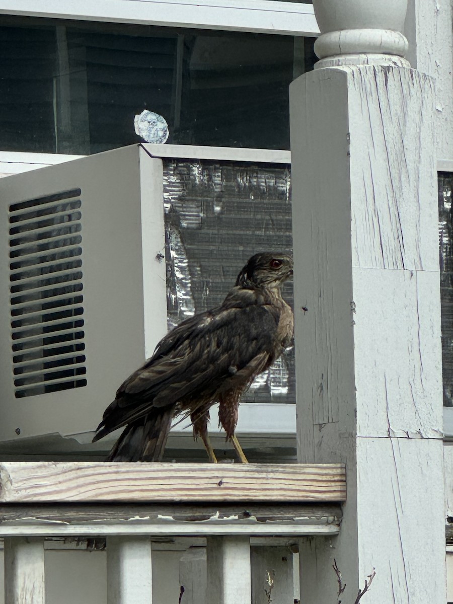 Cooper's Hawk - Hanna Weikert