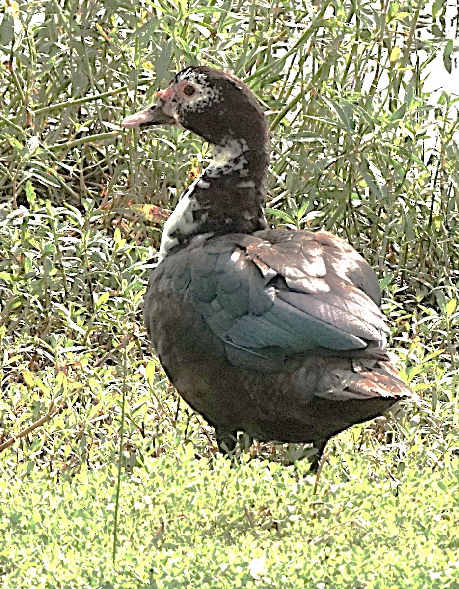 Muscovy Duck (Domestic type) - Curtis Makamson