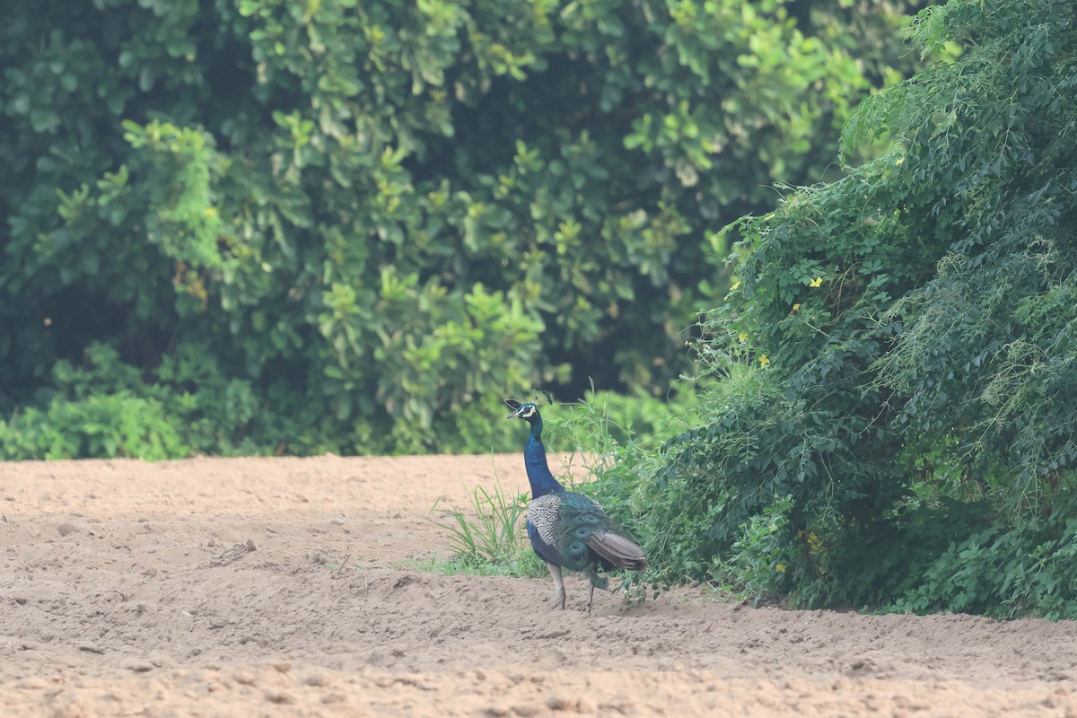 Indian Peafowl - ML622731678