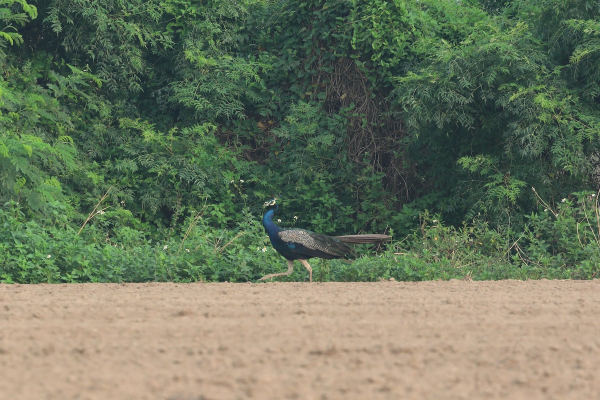 Indian Peafowl - ML622731679