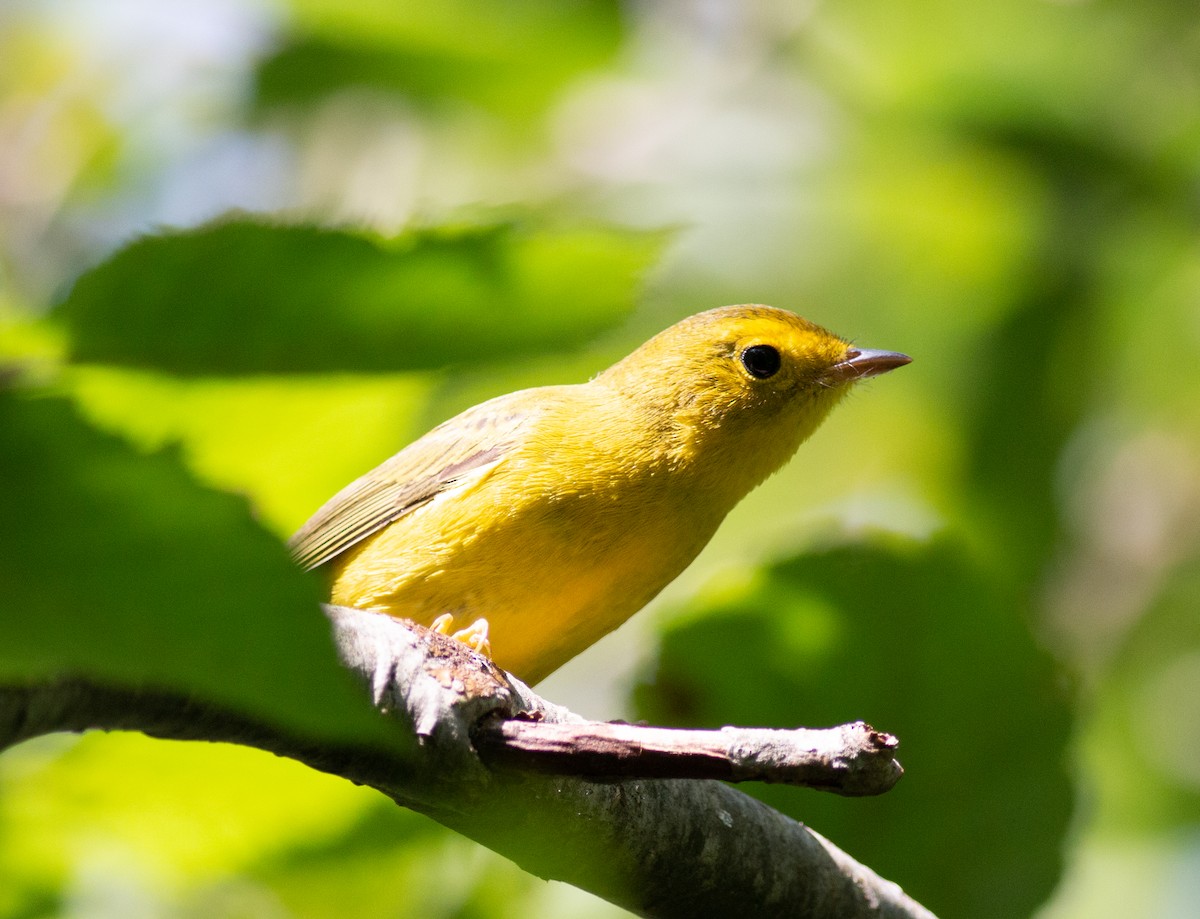 Wilson's Warbler - ML622731732
