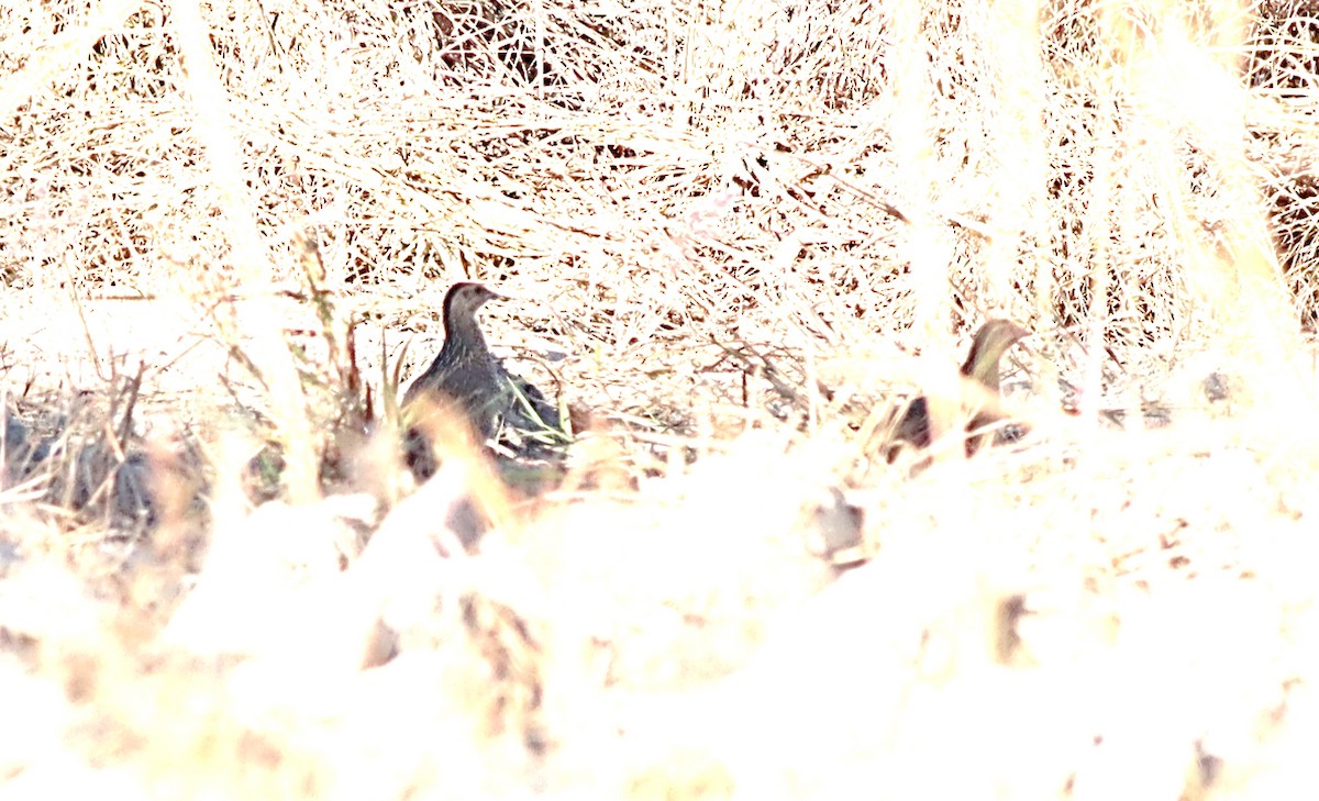 Madagascar Partridge - ML622731743