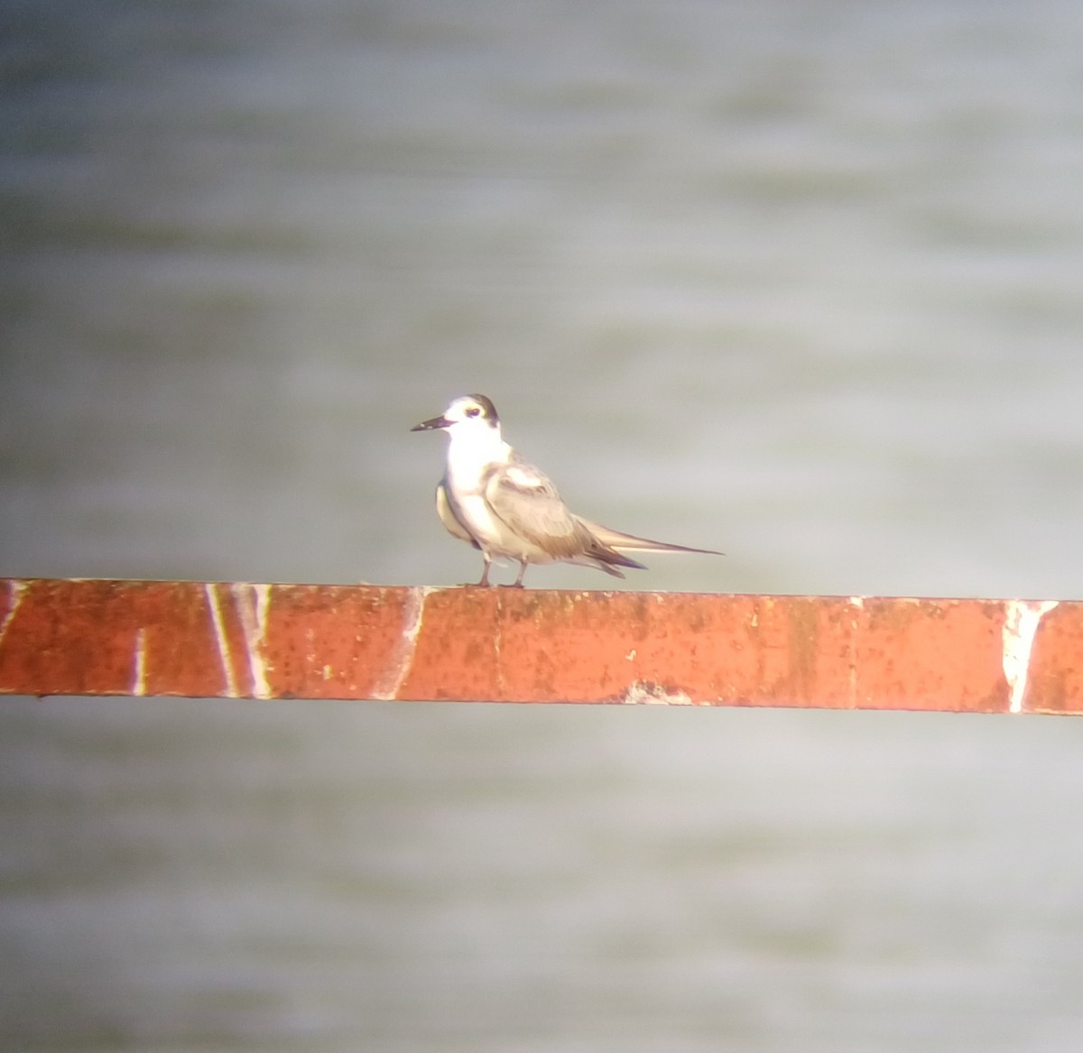 Black Tern - ML622731768