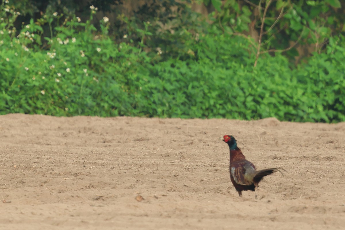 Ring-necked Pheasant - ML622731796