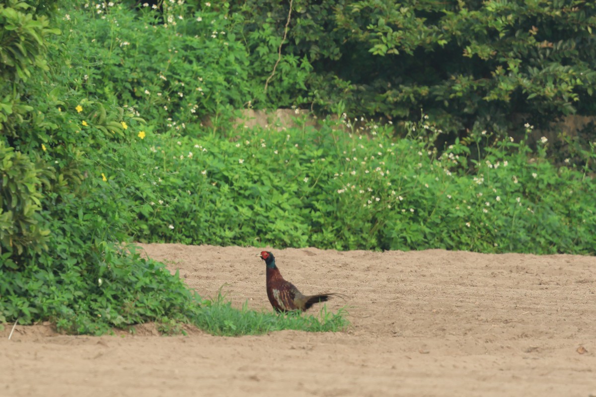 Ring-necked Pheasant - ML622731798