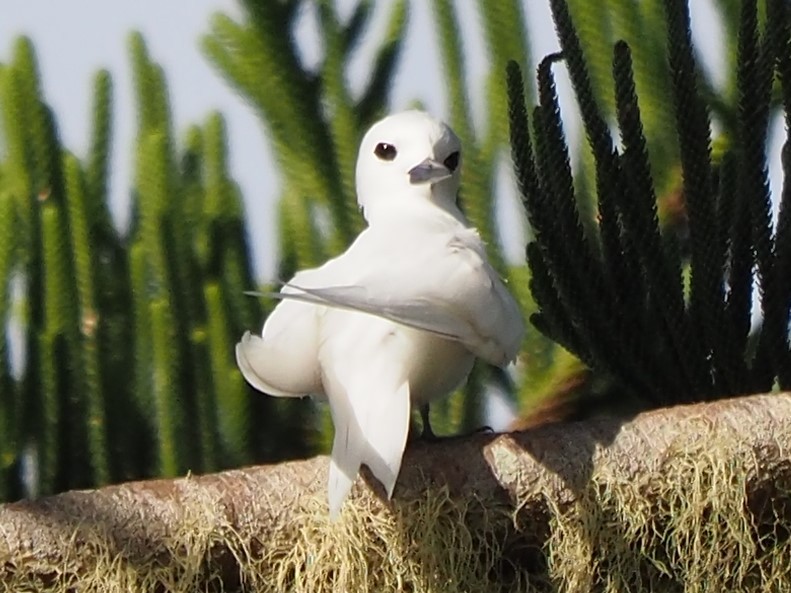 White Tern - ML622731892