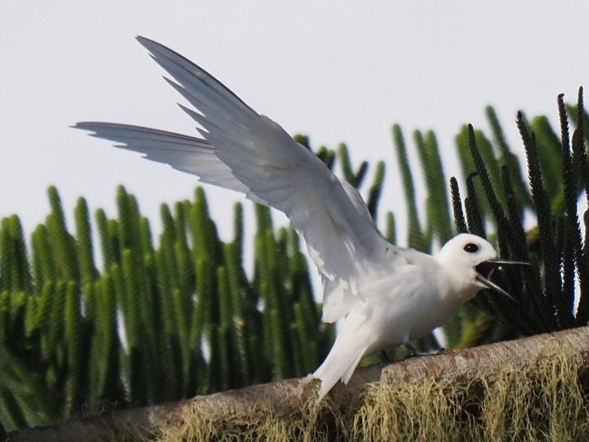 White Tern - ML622731893