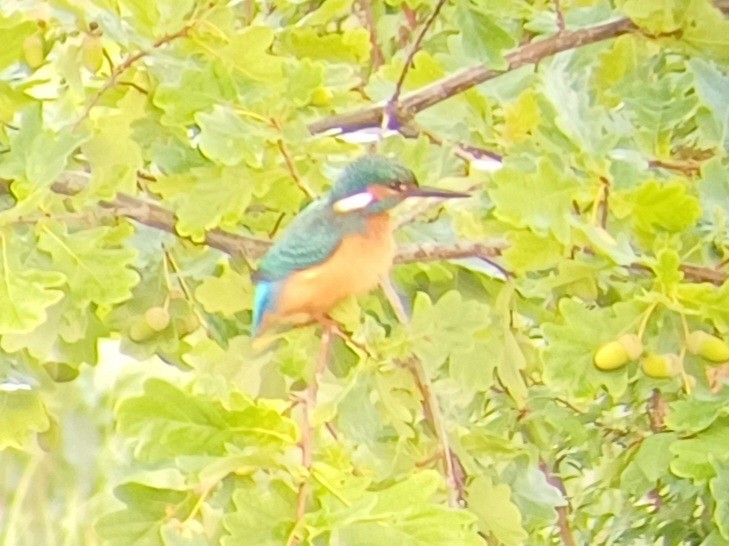 Common Kingfisher - ML622731912