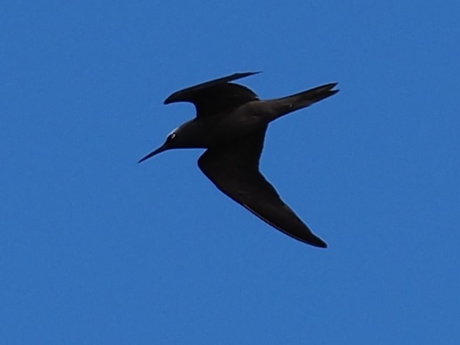 Brown Noddy - ML622731978