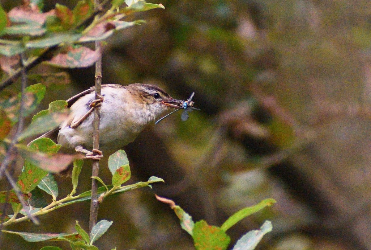 Sedge Warbler - Luca Toth