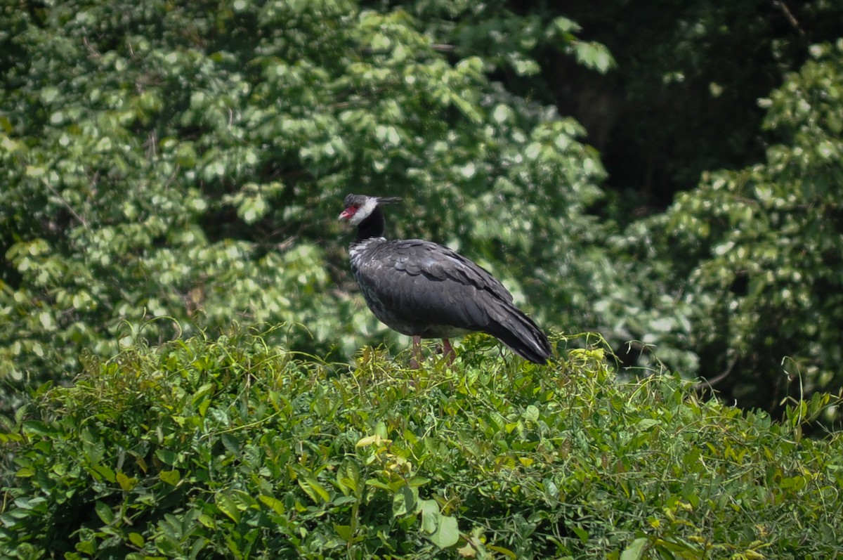 Northern Screamer - ML622732053