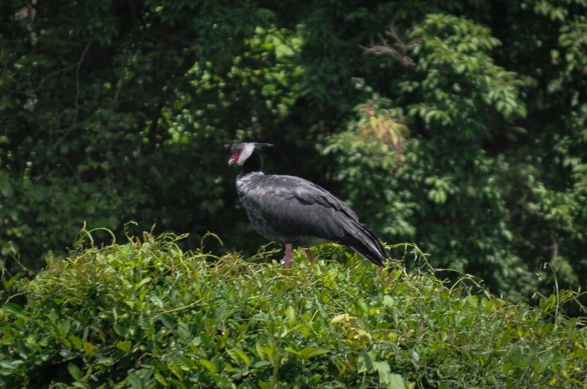 Northern Screamer - Leidy Carolina Martinez Vargas