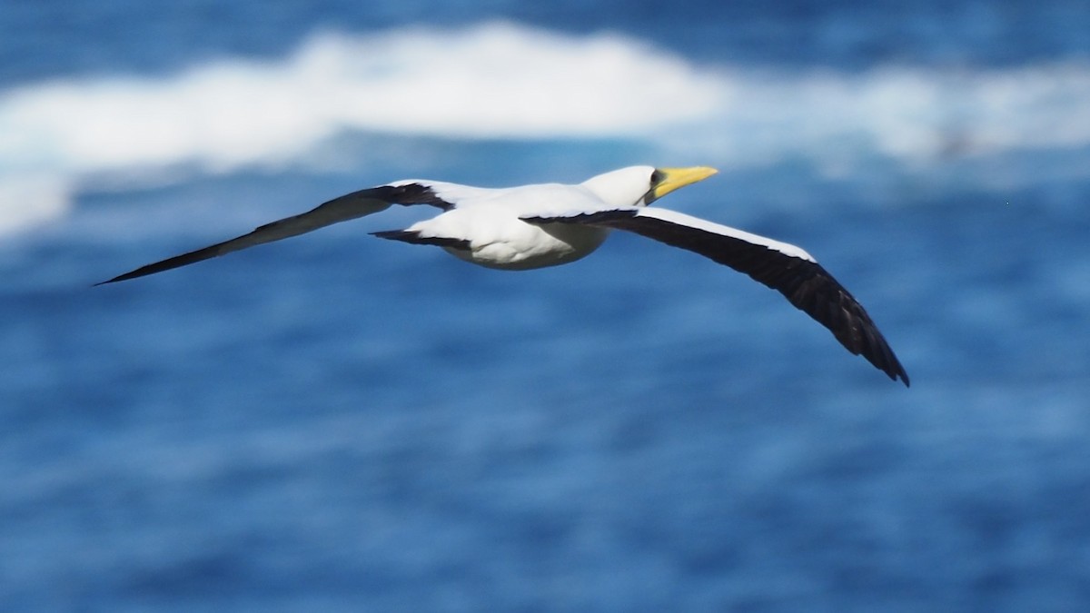 Masked Booby - Frank Welten