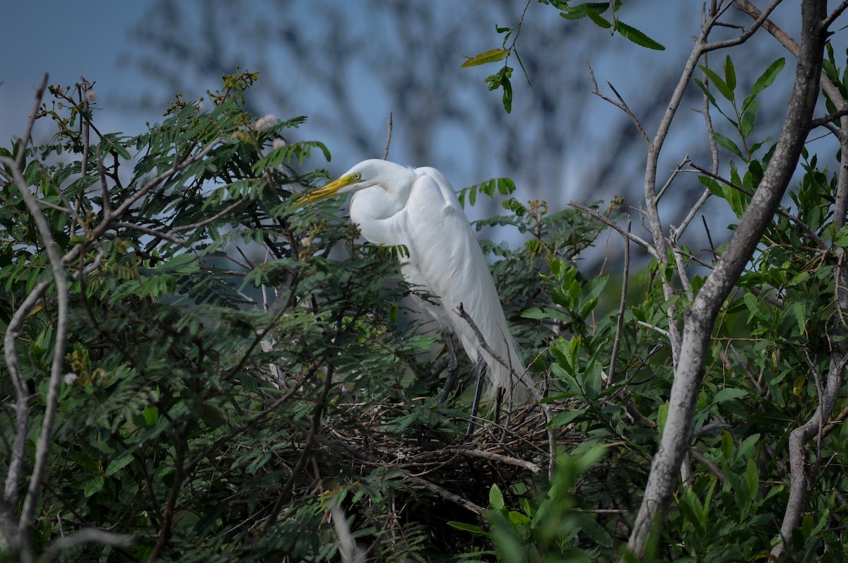 Great Egret - Leidy Carolina Martinez Vargas