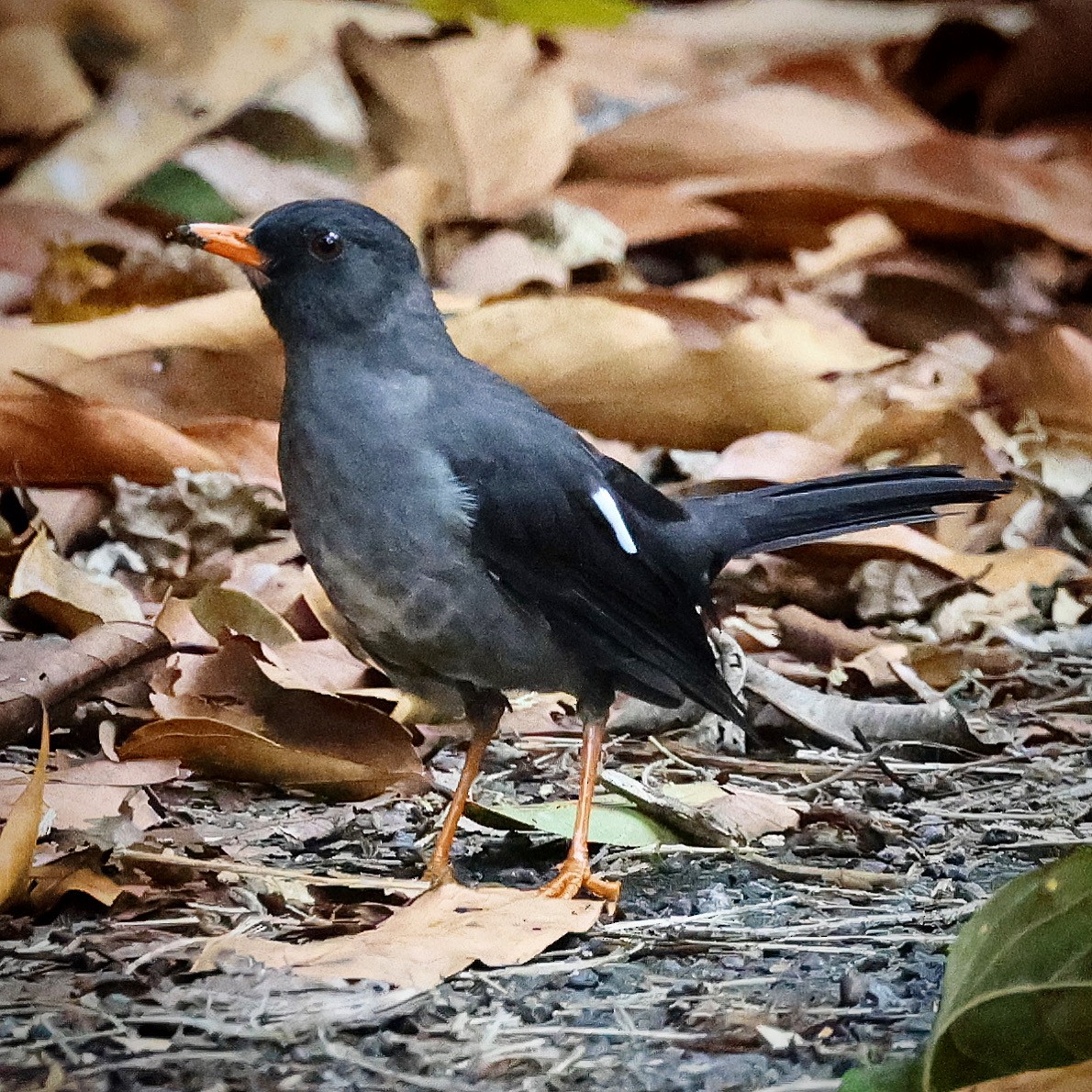 White-chinned Thrush - ML622732151