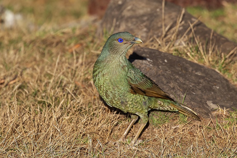 Satin Bowerbird - Giovanni Conca